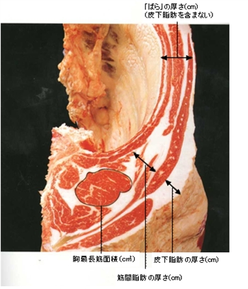 【通販で取り寄せる霜降り和牛肉・格付けの解説】今日も匍匐前進