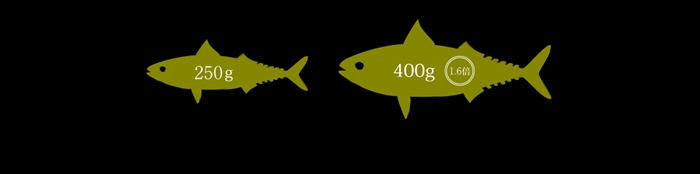 極上大ぶりさばの説明図
