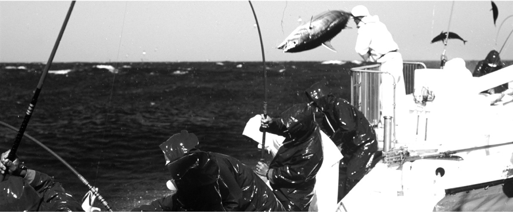 ビンナガマグロの一本釣り