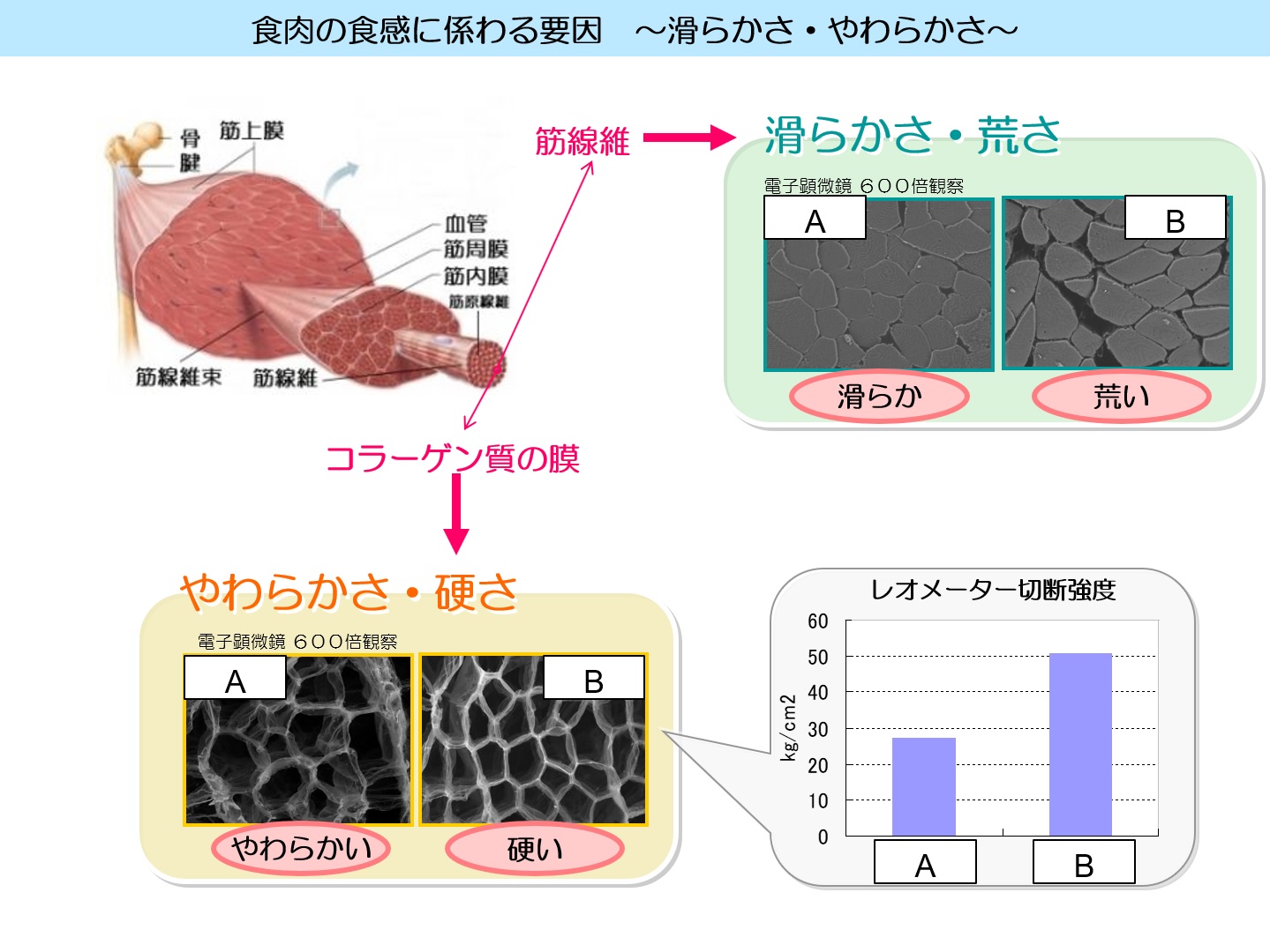 【通販で取り寄せる霜降り和牛肉・お肉の部位と特徴について解説】今日も匍匐前進