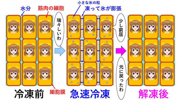 急速冷凍(急速凍結)