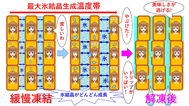 緩慢冷凍(緩慢解凍)