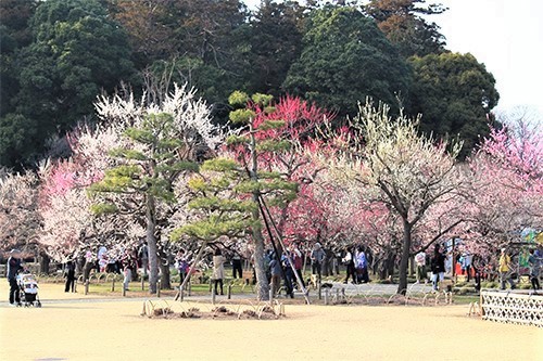 【通販で取り寄せる梅干し特集】今日も匍匐前進